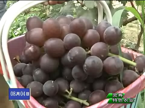 СС�����١����������۲�ҵ